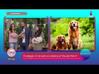 ¡Celebra a lo grande el Día del Perro! | Sale el Sol