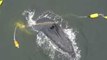 Humpback Whale Freed From Fishing Equipment