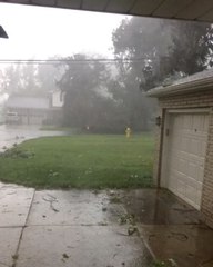 Possible Tornado Drops Trees in Hamburg