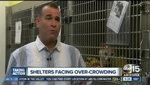 Overcrowding concerns at Maricopa County Animal Care and Control