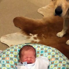 When His Human Brother Started Crying, This Lab Calmed Him Down In Seconds