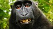 Who Really Owns the Monkey Selfie Copyright?