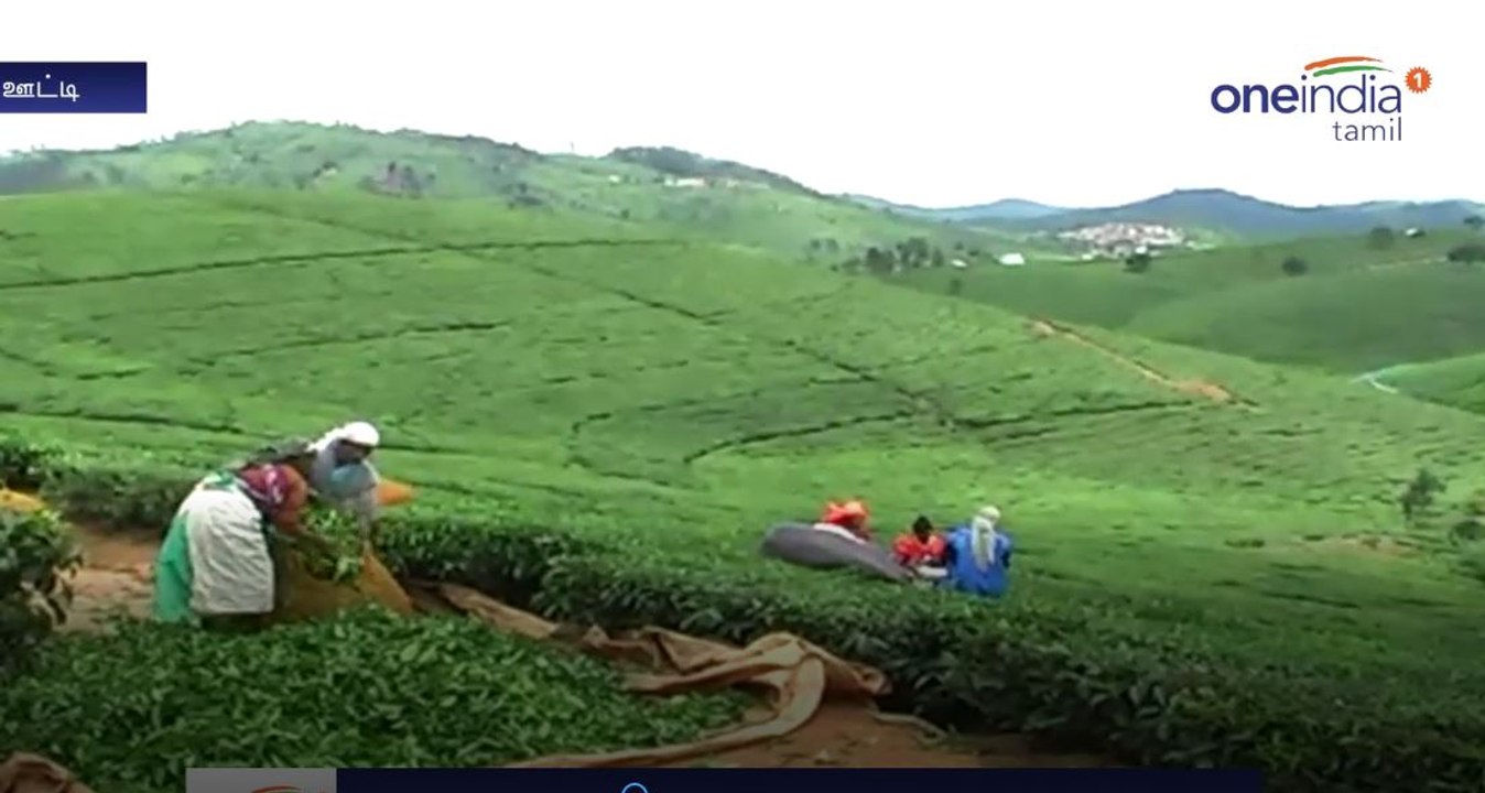 Tea manufacturers withdraw strike-Oneindia Tamil