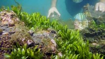 Scuba Diving in MALVAN TARKARLI - Sindhudurg Fort, Mahara