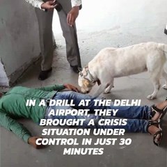 Delhi's SWAT, NSG and CISF teams have been busy