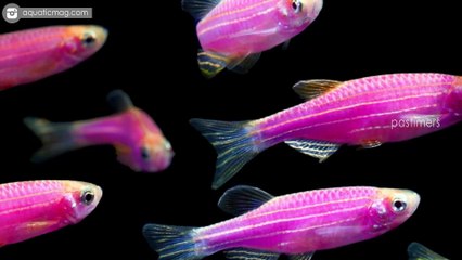 10 Bizarre Animals Created By Science