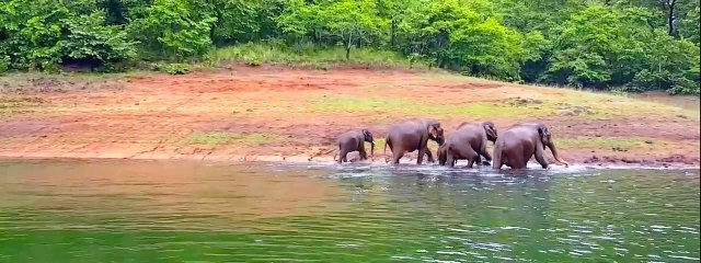 Thekkady wildlife sanctuary, Periyar Tiger Reserve - HD   munnar kerala