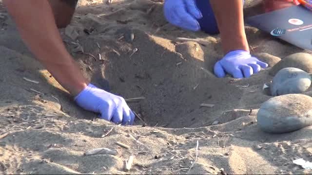 Yavru Caretta Carettalar Denizle Buluştu