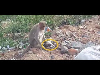 Monkey crying infront of the dead baby monkey in Kolar