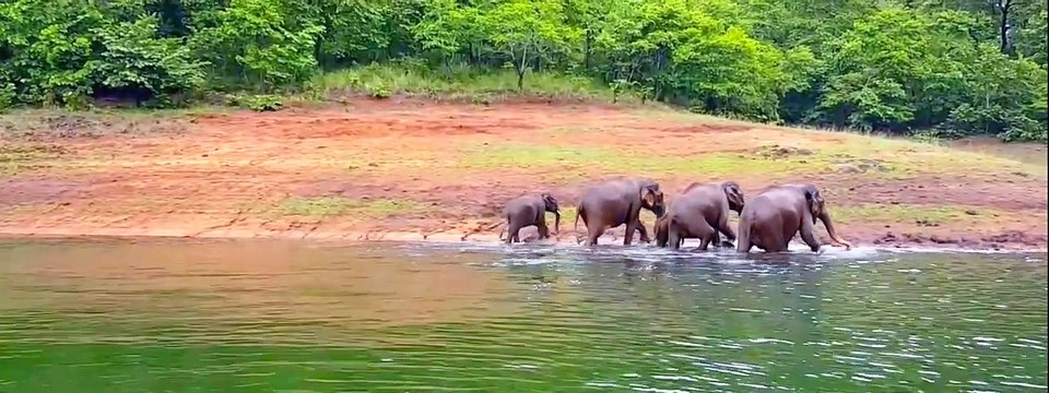 Thekkady wildlife sanctuary, Periyar Tiger Reserve - HD munnar kerala tour