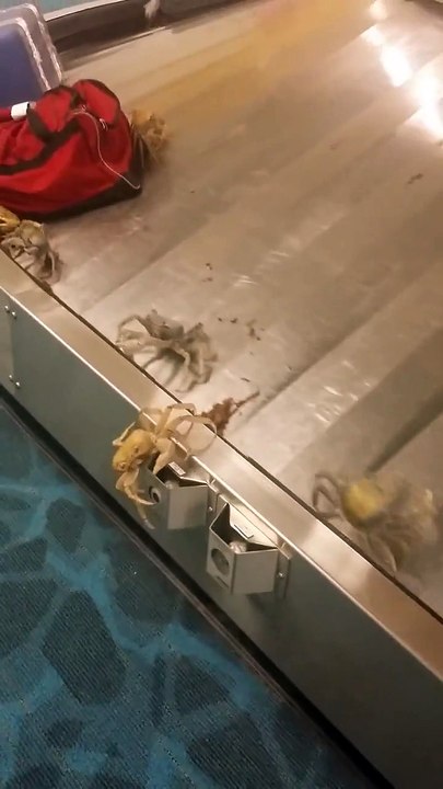 Mais que font ces crabes sur le tapis de bagages de l'aéroport