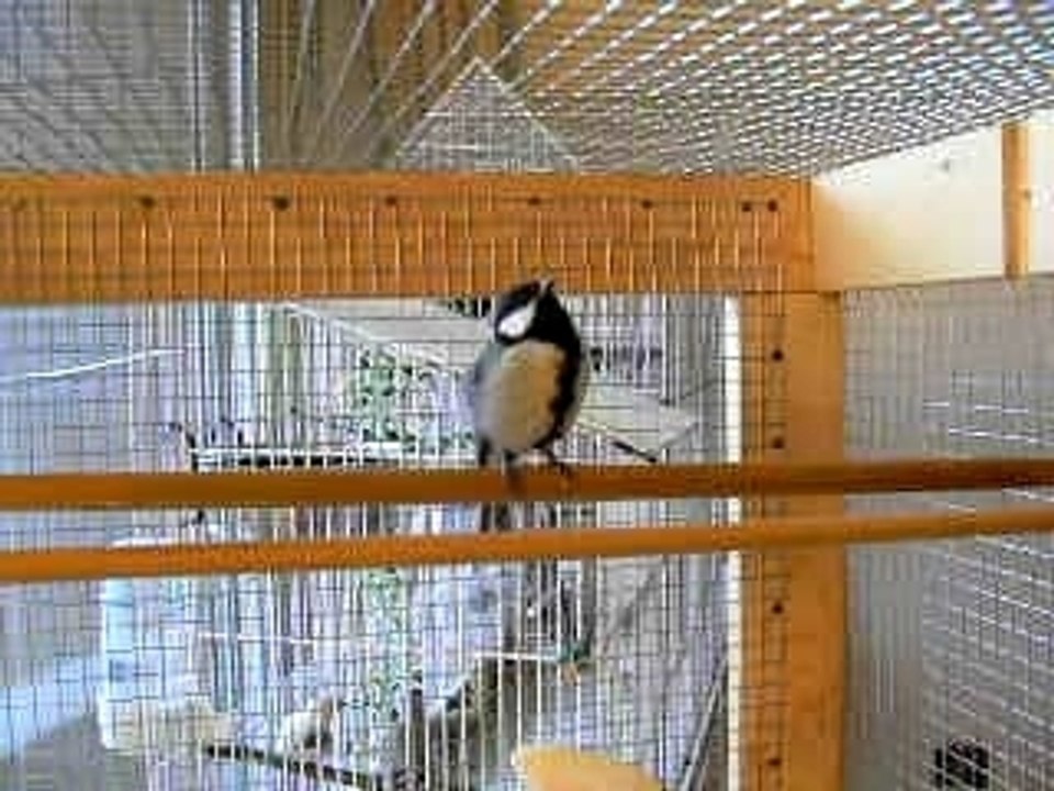 Papatte qui gazouille