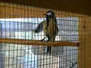 Papatte qui fait sa toilette 02