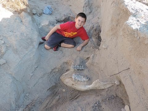 Boys Finds Mastodon Skull Hiking in Las Cruces