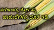 Corn Is Good In Monsoon | Eating Corn Is Good For Health | Watch Video | Oneindia Kannada