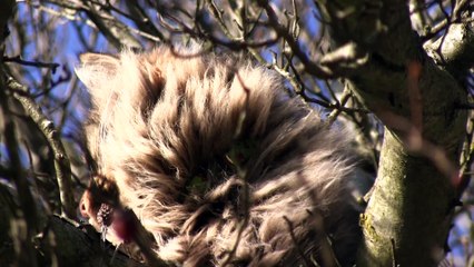 店橋憲一の動物シリーズ33