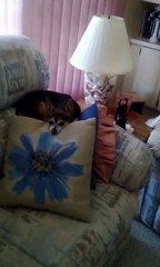 Angie trying to get Dew to come home.