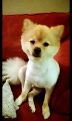 Cute Pomeranian Fights Falling Asleep while sitting up