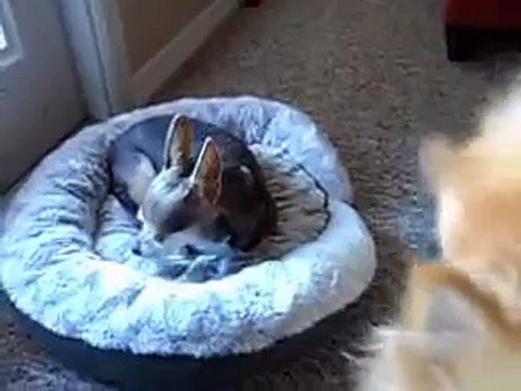 Fall 2015 Update and introducing my Pomeranian