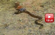 Sincap Yılan Kavgası #izle #belgesel #hayvan #yılan #sincap