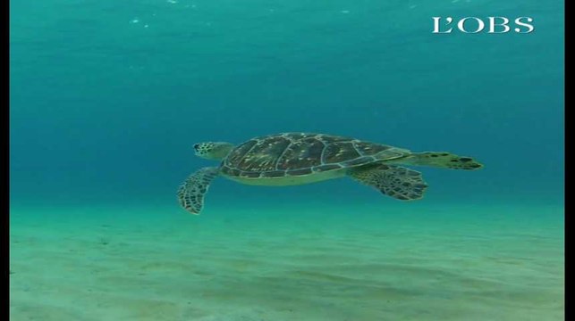 À Mayotte, des tortues massacrées et des militants de Sea Shepherd agressés