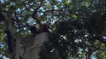 Eyüp Belediyesi Ekipleri Ağaçta Mahsur Kalan Kediyi Kurtardı