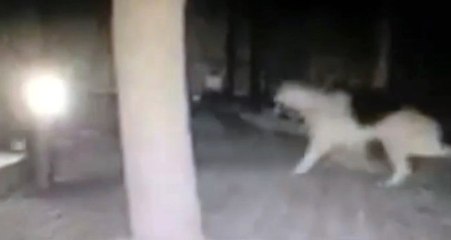 Bodrum Depremini Sokak Köpekleri 4 Dakika Önce Fark Etti