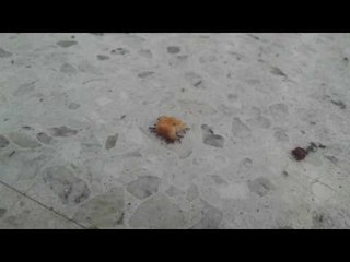 Ants Steal a Chicken Nugget