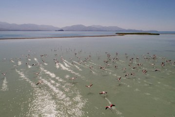 Van Gölü'nde Flamingoların Dansı
