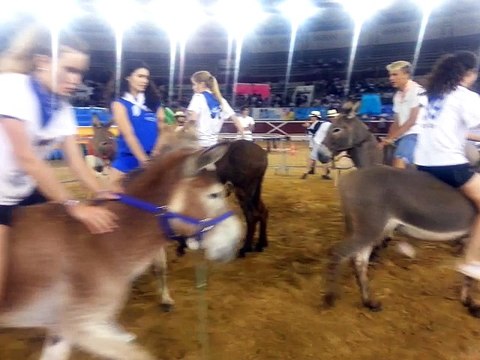 Madeleine 2017 : du basket à dos d'ânes dans les arènes