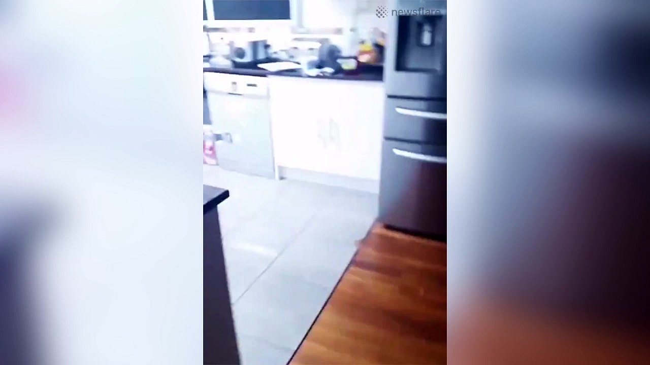 Une femme se retrouve coincée dans sa cuisine par une énorme araignée !