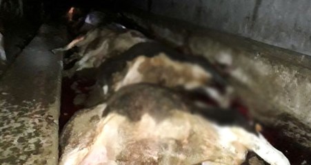 Yozgat'ta Ahıra Yıldırım Düştü: 21 Büyükbaş Hayvan Telef Oldu