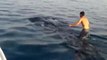 Un jeune saute sur un requin-baleine