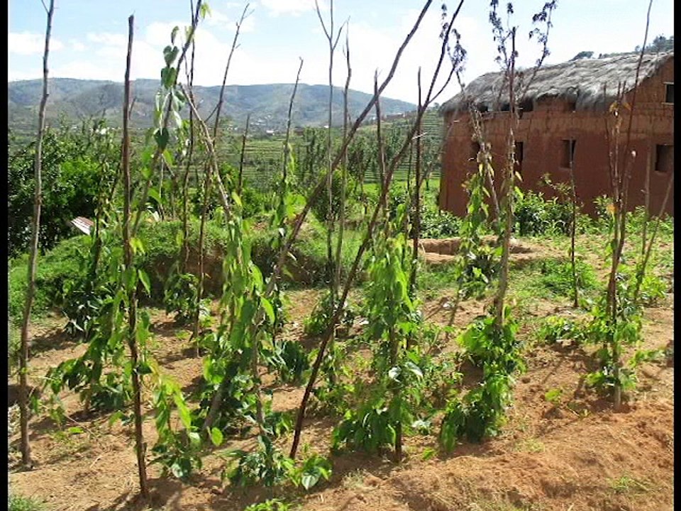 Sosonana