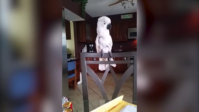 Un perroquet adore danser sur cette chanson !