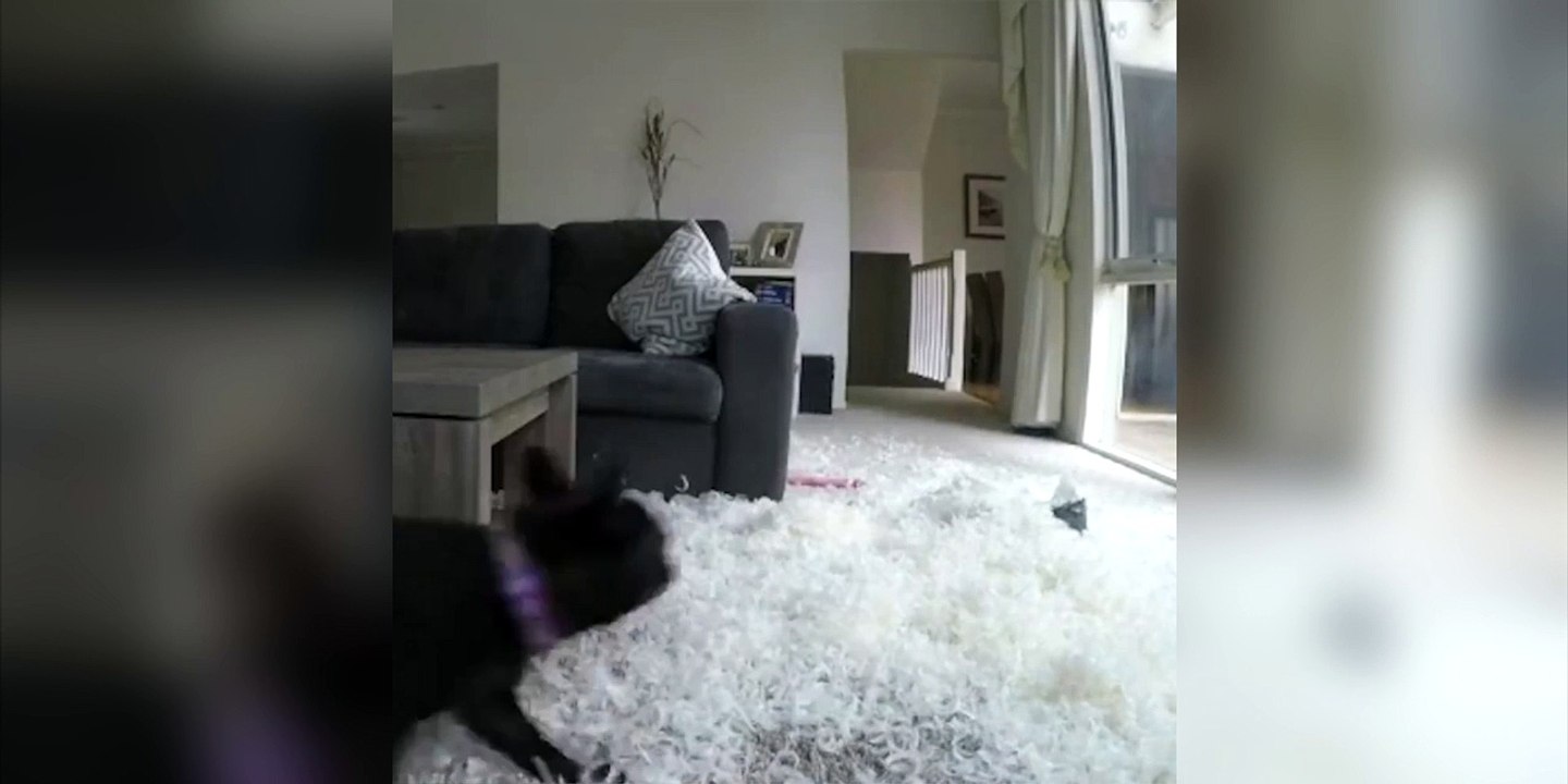 Voilà ce qui se passe lorsque cet homme laisse son chien 5 min seul !