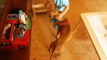 Salvaram a vida desta cadela que tinha sido abandonada com as pernas e focinho amarrados