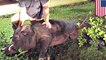 Alabama man shoots and kills 820-pound wild hog in front yard
