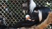 Stunning white Angolan colobus monkey born at Zoo Atlanta