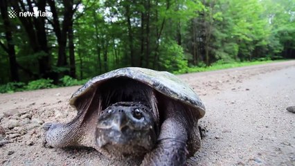 Tortoise snaps at camera