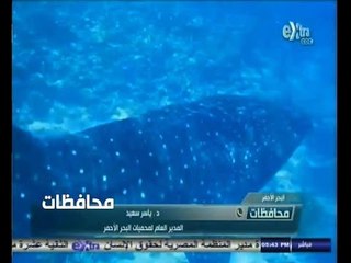 #أخبار‪_‬المحافظات | للمرة الثالثة .. ظهور "القرش المسالم" على شواطيء مرسى علم