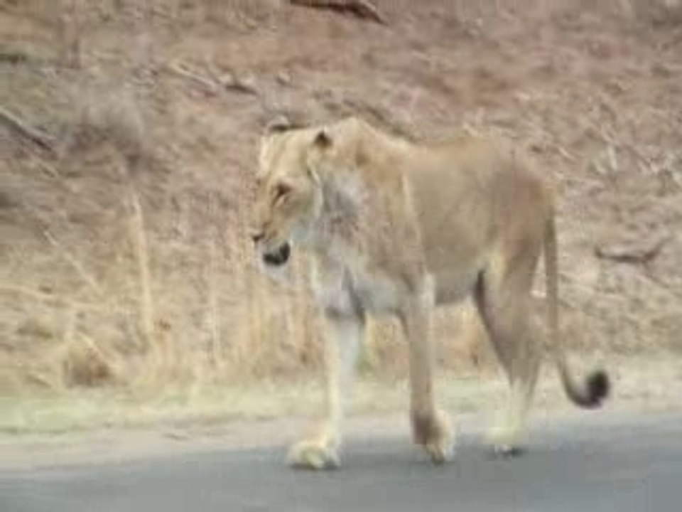 Leeuwen in Kruger