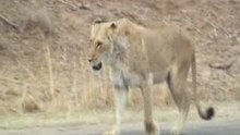Leeuwen in Kruger