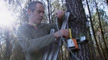 Cientistas testam em árvores sistema antiterremoto