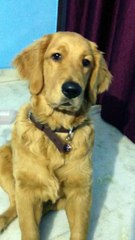 Golden retriever dog training