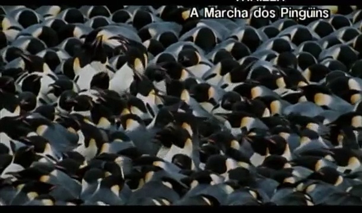 A M D P