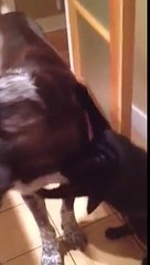 Cat misses dog after being apart for 10 days