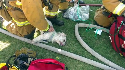 Firefighters resuscitate dog saved from house fire