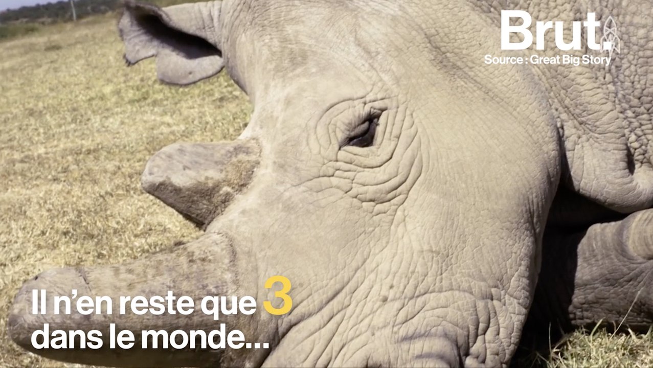 Les rhinocéros blancs du Nord sont voués à disparaître