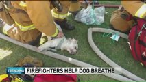 Firefighters Resuscitate ‘Lifeless’ Dog Rescued from Burning Home